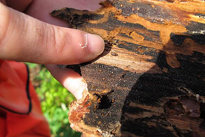 Pine Beetle Eradication Plan Will Restore Devastated LI Parks