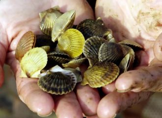 Seawolves Storm or Not Special – Peconic Bay Scallops