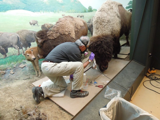 working on a bison diorama