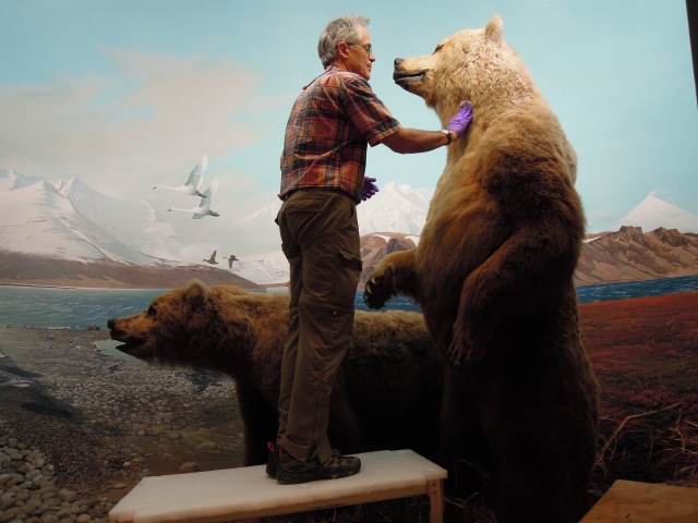 brown bear diorama