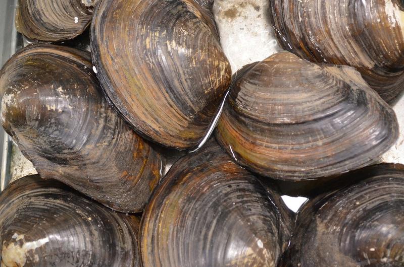 New York To Spend $10 Million On Shellfish Restoration