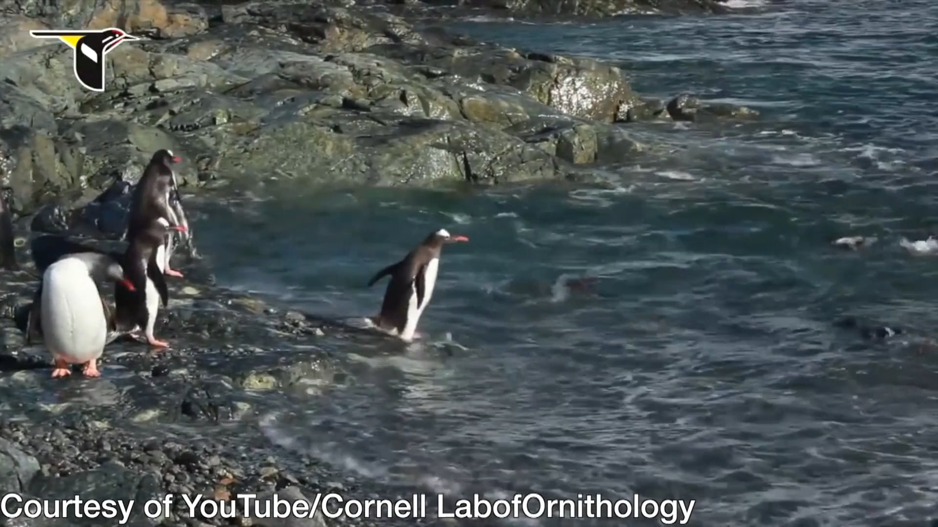 Stony Brook News: Screaming Penguins