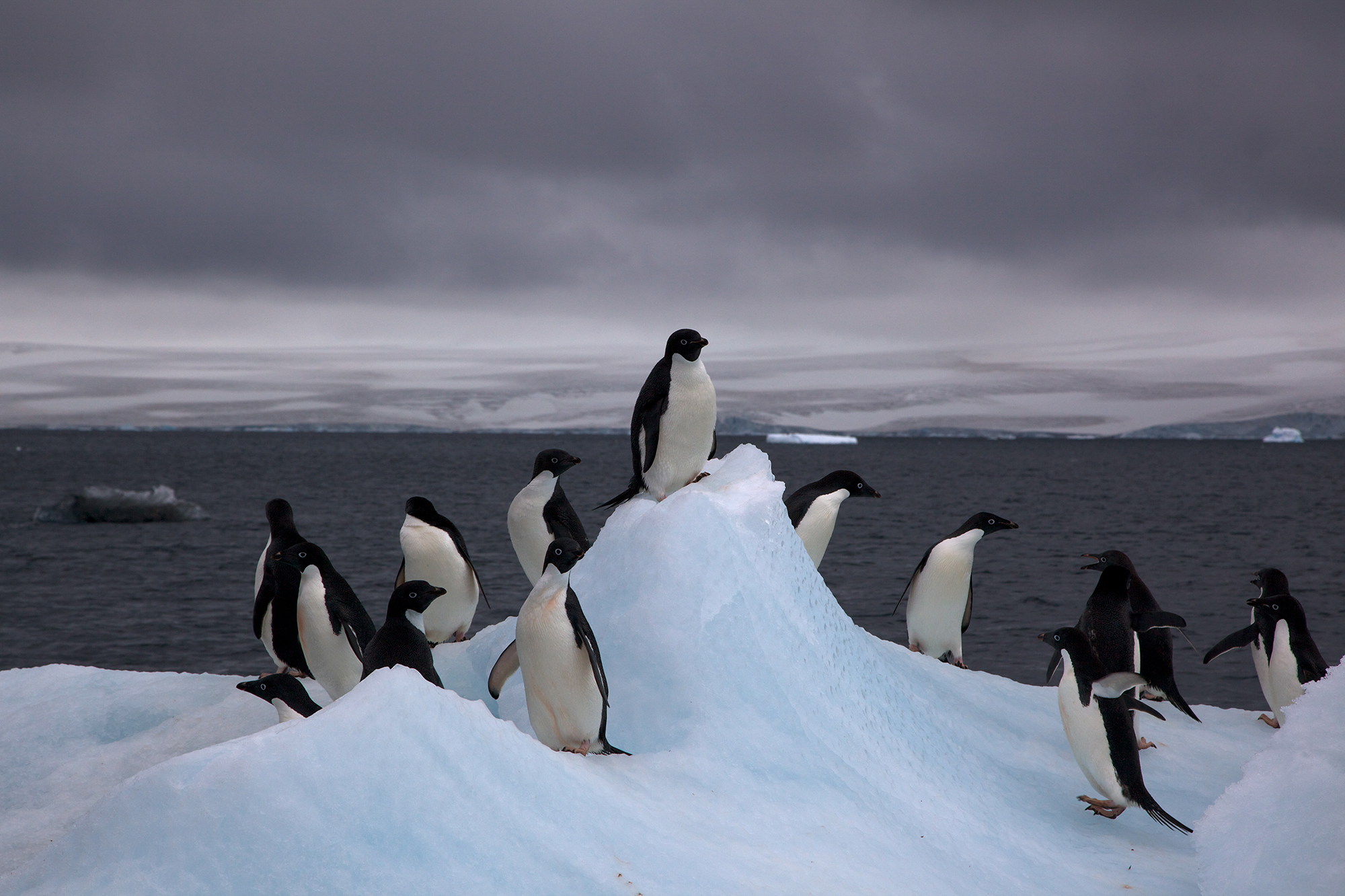 Research team helps discover massive Antarctic penguin colony